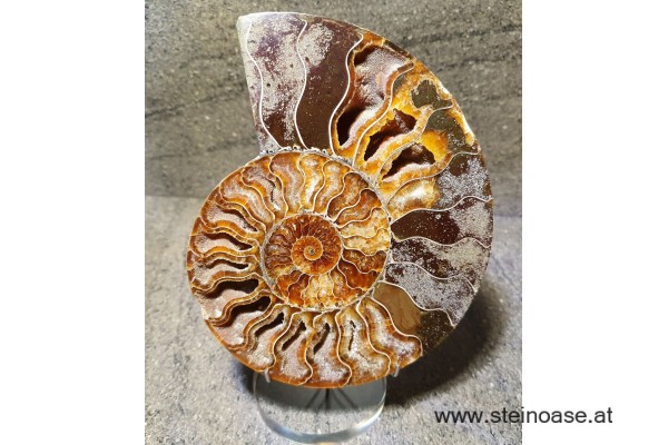 Ammonite Nr.4 - rechts